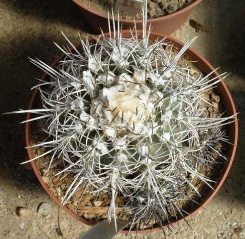 Copiapoa_echinoides